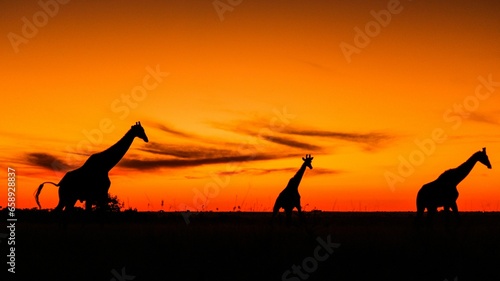 silhouette of a giralle © Huzaifa