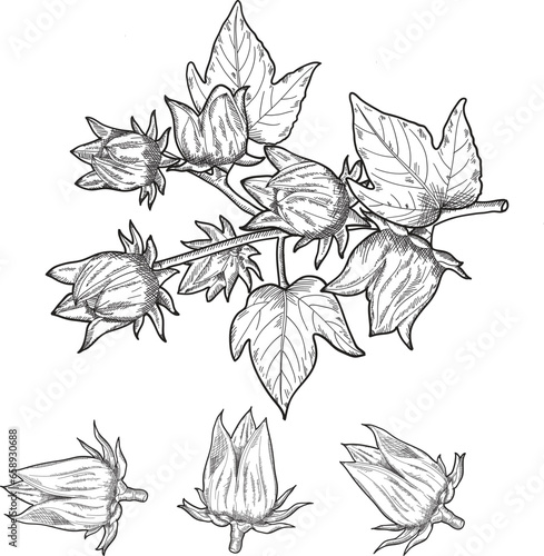 Fruit, Illustration Hand Drawn Sketch of Fresh Hibiscus Sabdariffa or Roselle Plant with Blossoms, Leaves and Fruits Isolated on White Background..eps