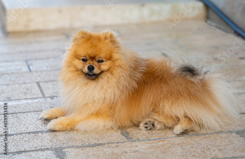 red spitz lies on the sidewalk