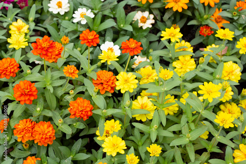 Zinnia flower in the garden Zinnia flower in the garden