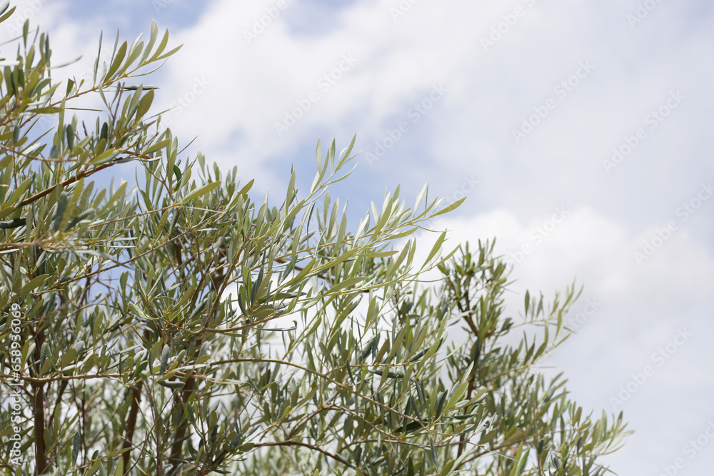 Olive tree with blue sky Olive tree with blue sky