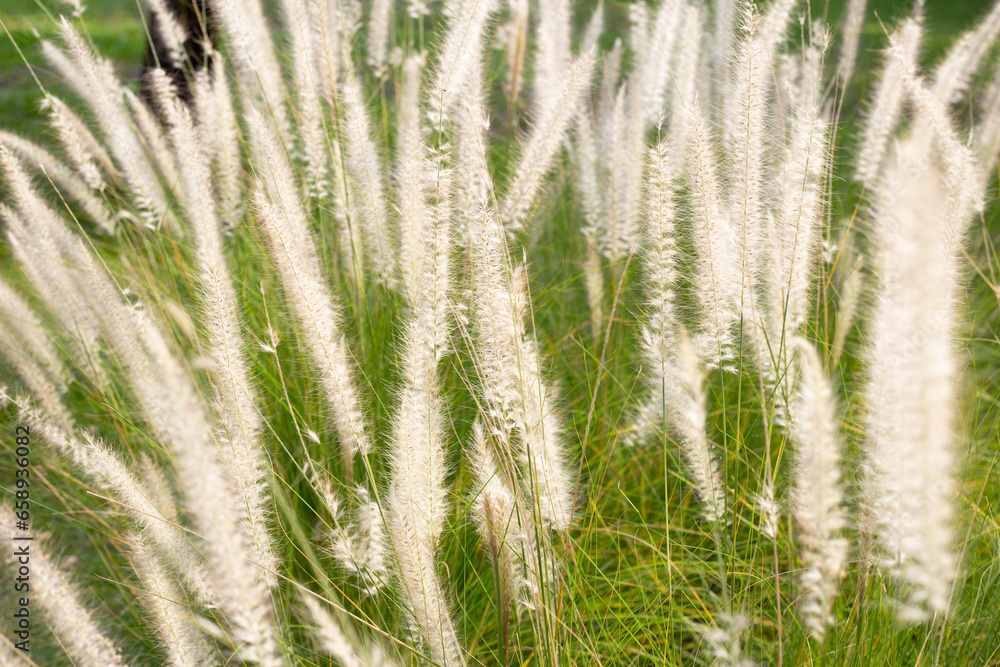 Fountain grass or pennisetum alopecuroides Fountain grass or pennisetum alopecuroides