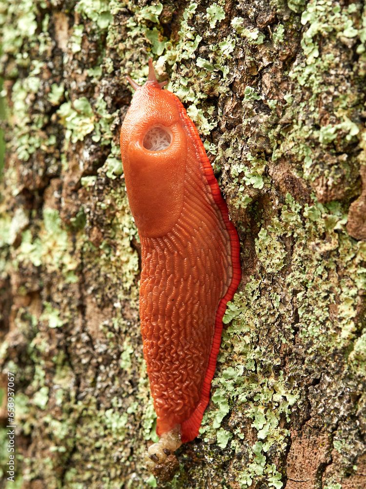Great slug in a natural environment. Genus Arion Great slug in a natural environment. Genus Arion