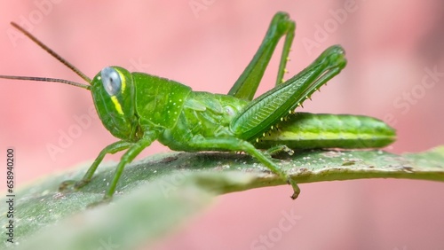 Foto Green grasshoppers eat leaves, especially orange leaves, whether young or young