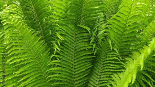 Fern in the forest close up.
