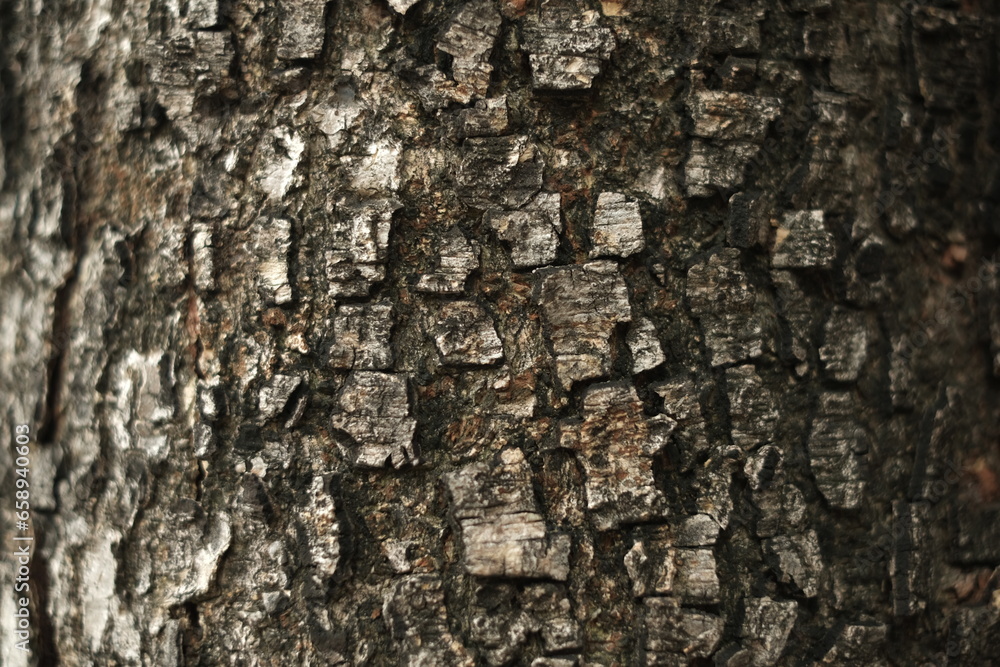 Closed up Texture of Rough Tree Trunk, for Background and Pattern Closed up Texture of Rough Tree Trunk, for Background and Pattern