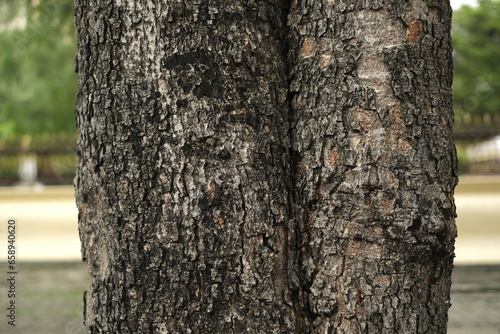 fresh texture of pine bark