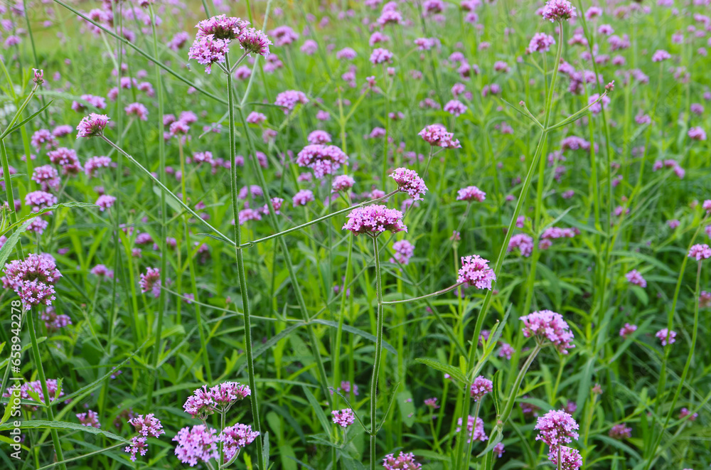 Obraz premium Field of Beautiful Blooming Verbena Bonariensis or Purpletop Vervain