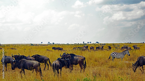 Fototapeta Naklejka Na Ścianę i Meble -  Wildebeests in Masai Mara
