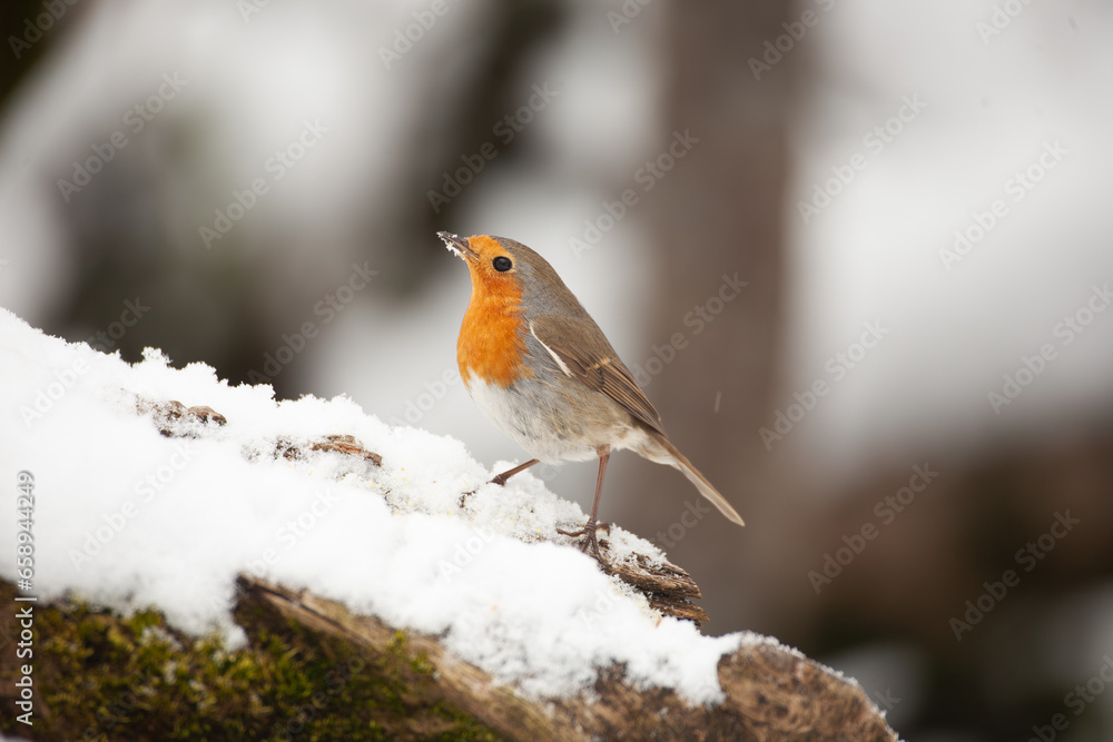 Robin at the bath, Pettirosso (Erithacus rubecula) Robin at the bath, Pettirosso (Erithacus rubecula)