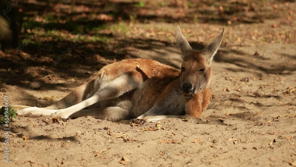Kangaroo close up resting in the sun. Animal behavior Kangaroo close up resting in the sun. Animal behavior