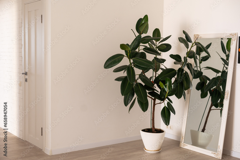 large green ficus in a pot on the floor large green ficus in a pot on the floor