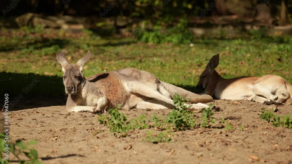Kangaroo close up resting in the sun. Animal behavior Kangaroo close up resting in the sun. Animal behavior