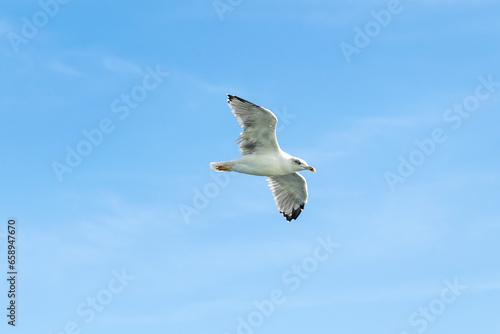 white seagulls against the blue sky