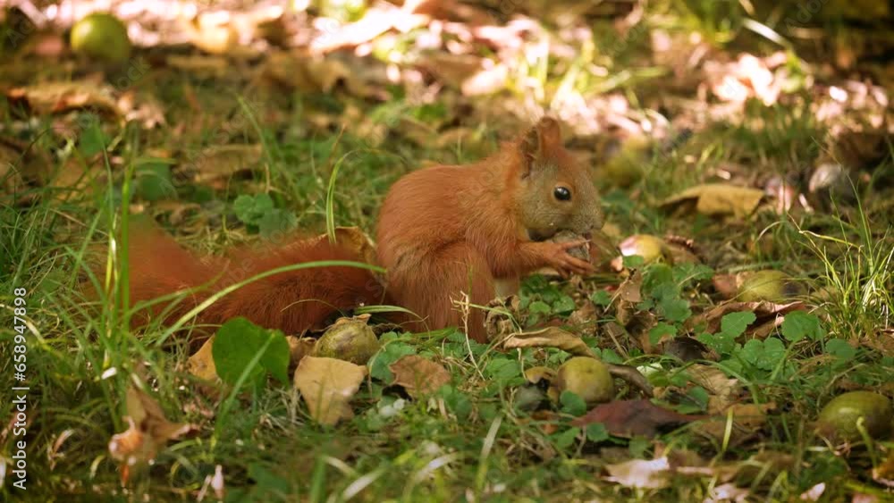 Close-up of a squirrel biting and eating a nut. Animal behavior Close-up of a squirrel biting and eating a nut. Animal behavior
