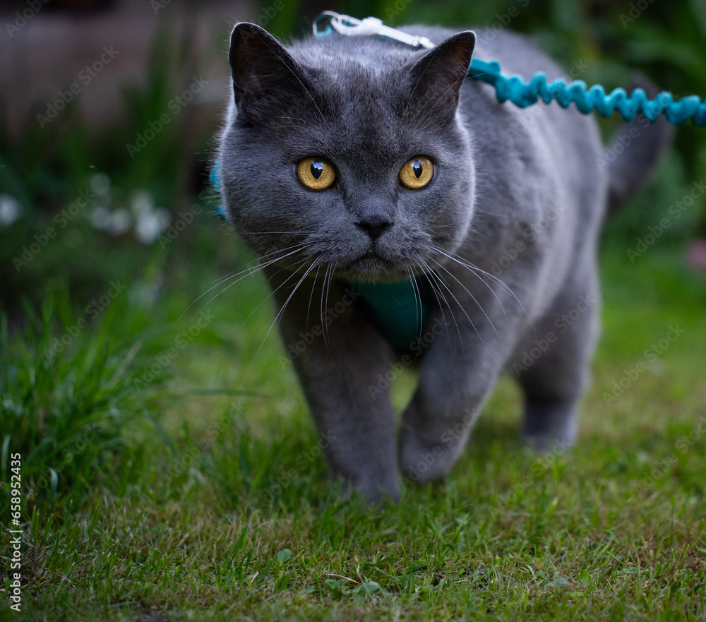 British shorthair cat on a leash in the garden