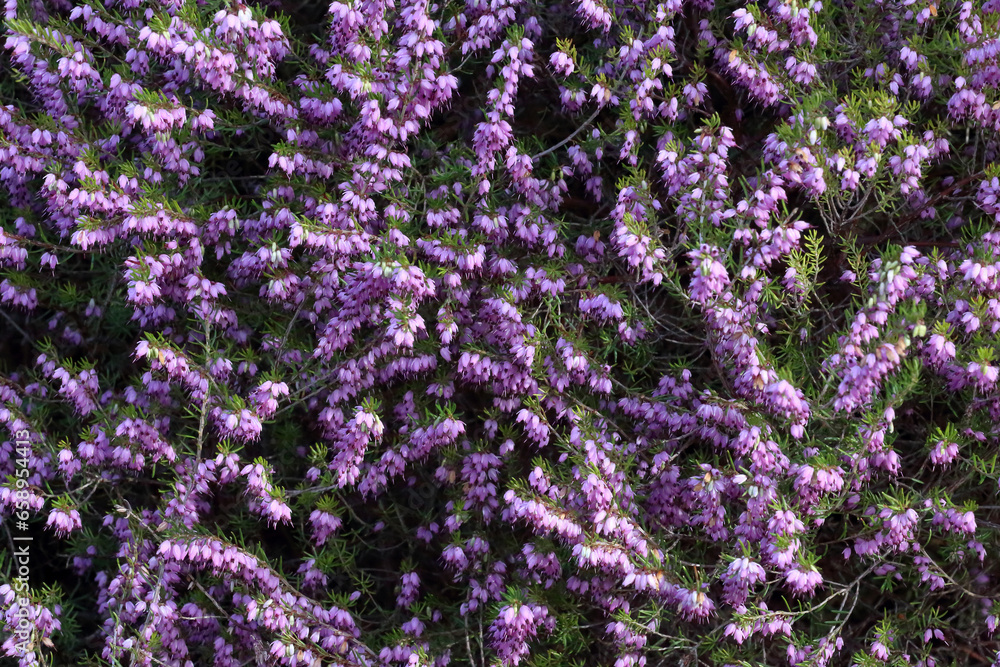 Fototapeta premium Texture of Erica flowering plant. It is Erica is referred to as 