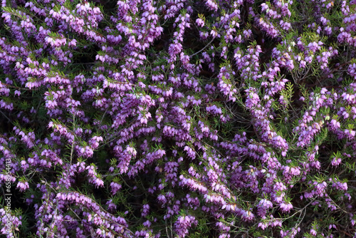 Texture of Erica flowering plant. It is Erica is referred to as "winter (or spring) heather" to distinguish it from Calluna "summer (or autumn) heather".