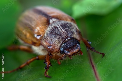 Beetle on a leaf in the wild © Janusz