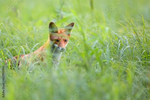 Red fox hidden in the grass in the wild