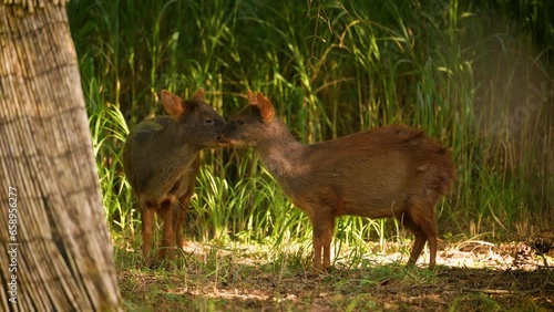 Two young Southern Pudu close up hid in the shade from the heat. Animal behavior photo