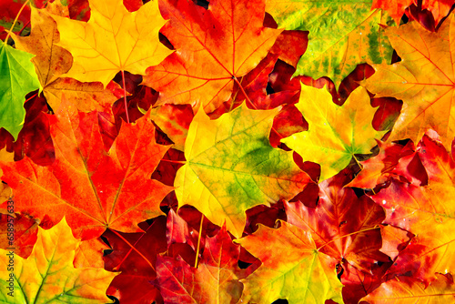 Background of colored fallen maple leaves.