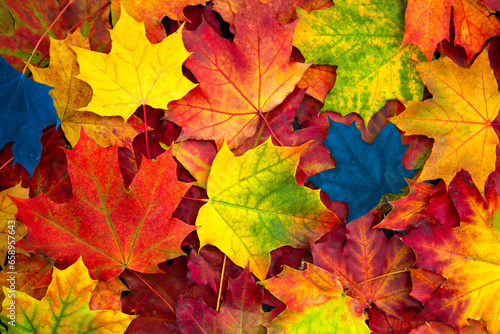 Background of colored fallen maple leaves.