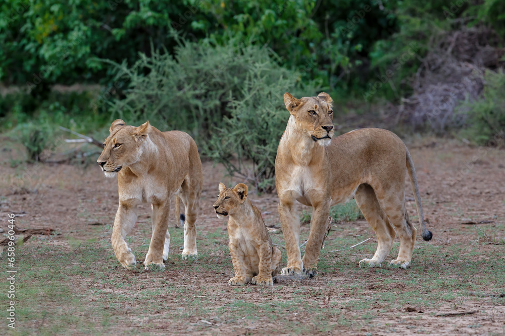 Lioness staying together with her playful cubs in Mashatu Game Reserve in the Tuli Block in Botswana Lioness staying together with her playful cubs in Mashatu Game Reserve in the Tuli Block in Botswana