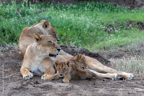 Lioness staying together with her playful cubs in Mashatu Game Reserve in the Tuli Block in Botswana