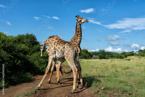 Giraffe males fighting in a Game Reserve in Kwa Zulu Natal close to Mkuze in South Africa     