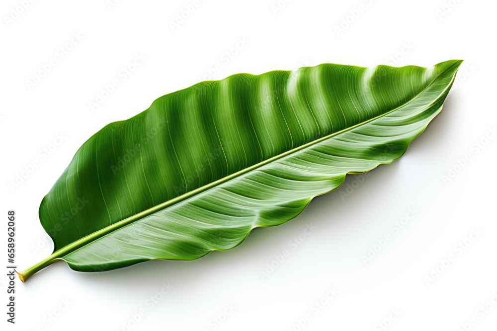 Fototapeta premium A banana leaf isolated on a white background