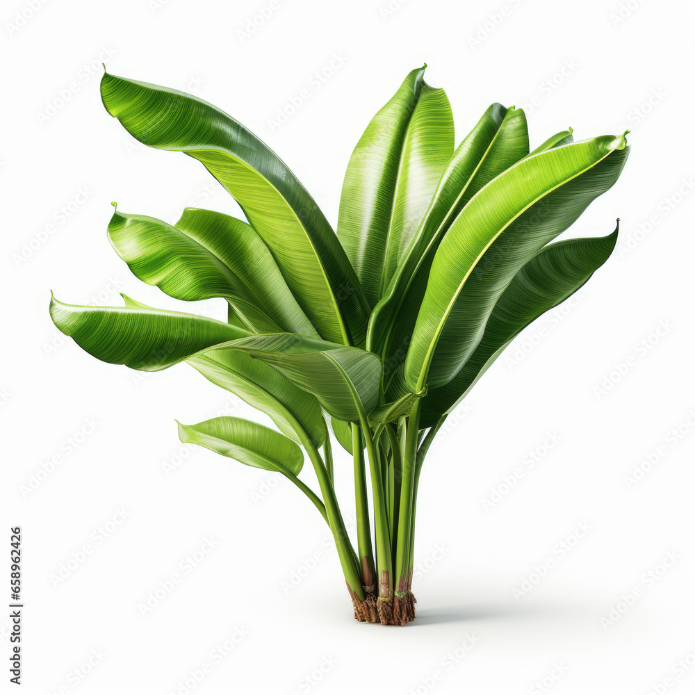 a banana tree isolated on a white background a banana tree isolated on a white background