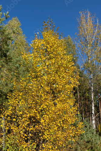 Fototapeta Naklejka Na Ścianę i Meble -  sunny autumn weather in a birch forest with a blue sky