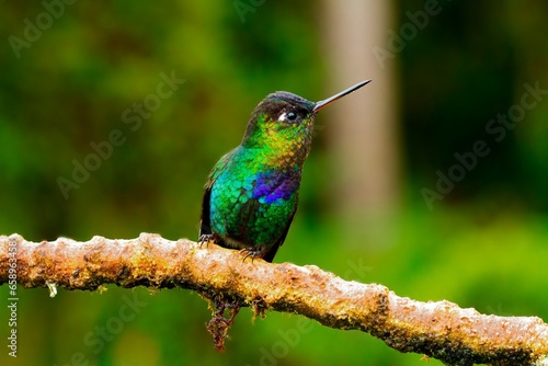 Adult fiery-throated hummingbird resting on a branch. Photograph taken in Costa Rica.