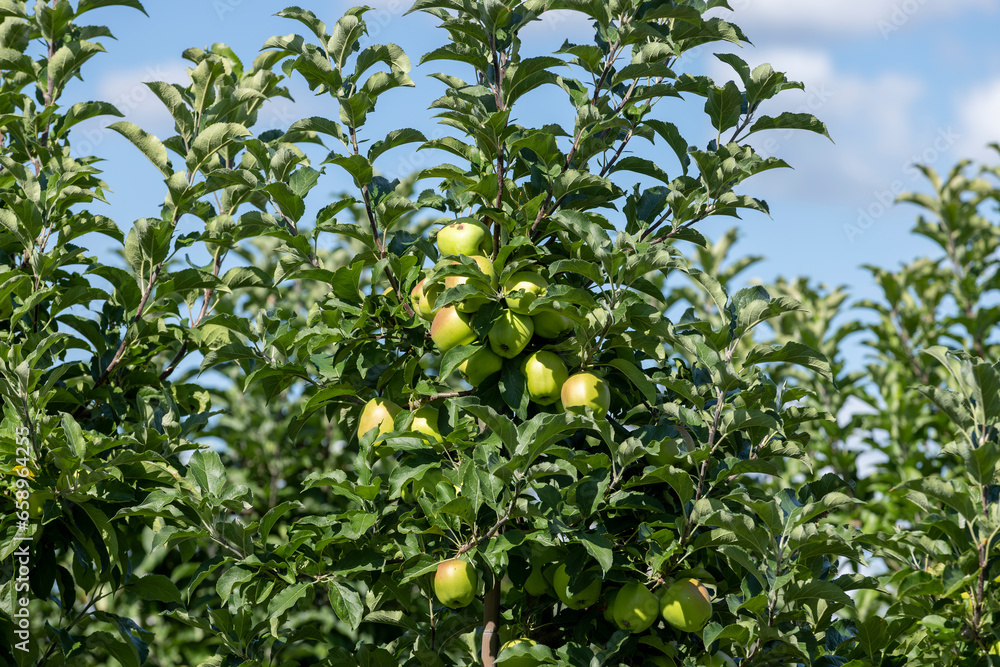 Apple orchard with an unripe harvest of green apples Apple orchard with an unripe harvest of green apples