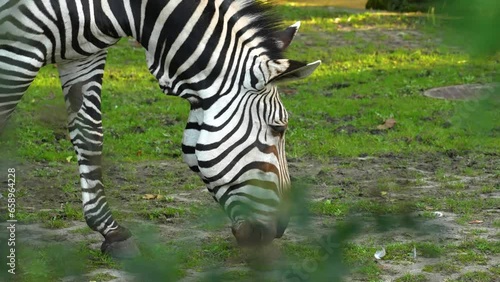 Сlose-up view of a zebra in a biopark. Animal behavior photo