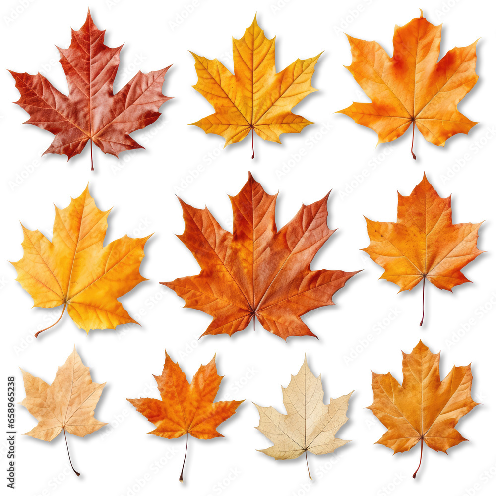 Fototapeta premium Maple leaf isolated on a white background