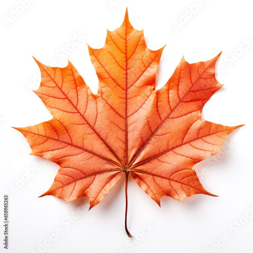 Maple leaf isolated on a white background