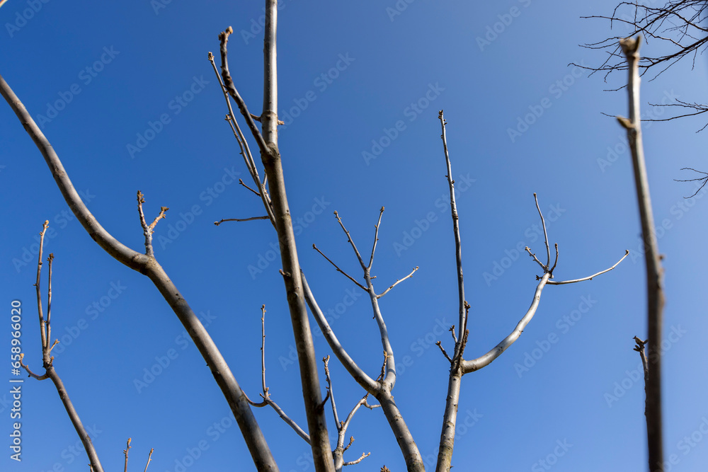 walnut tree branches in the spring season walnut tree branches in the spring season