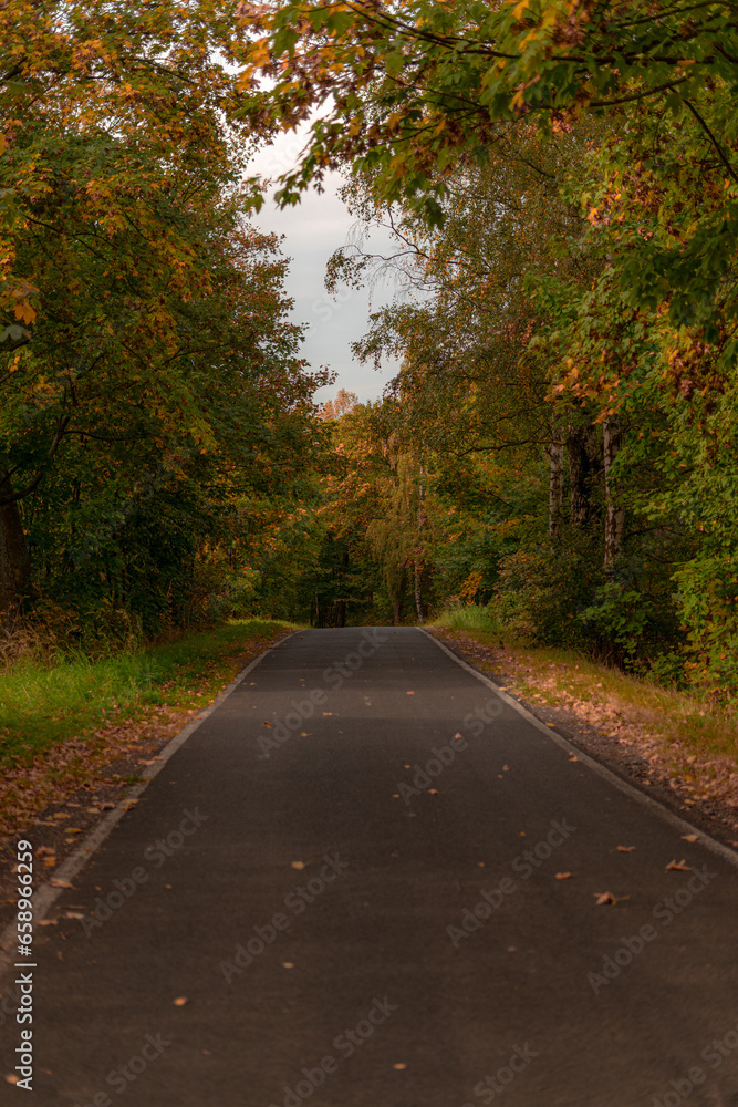 tree, forest, nature, autumn, travel, woods, foliage, road, trees, leaf, fall, countryside, green, country