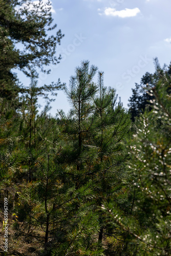 Coniferous pine tree with long needles