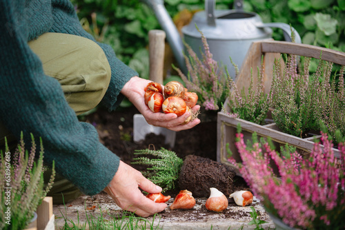 Person planting flower bulbs in the garden