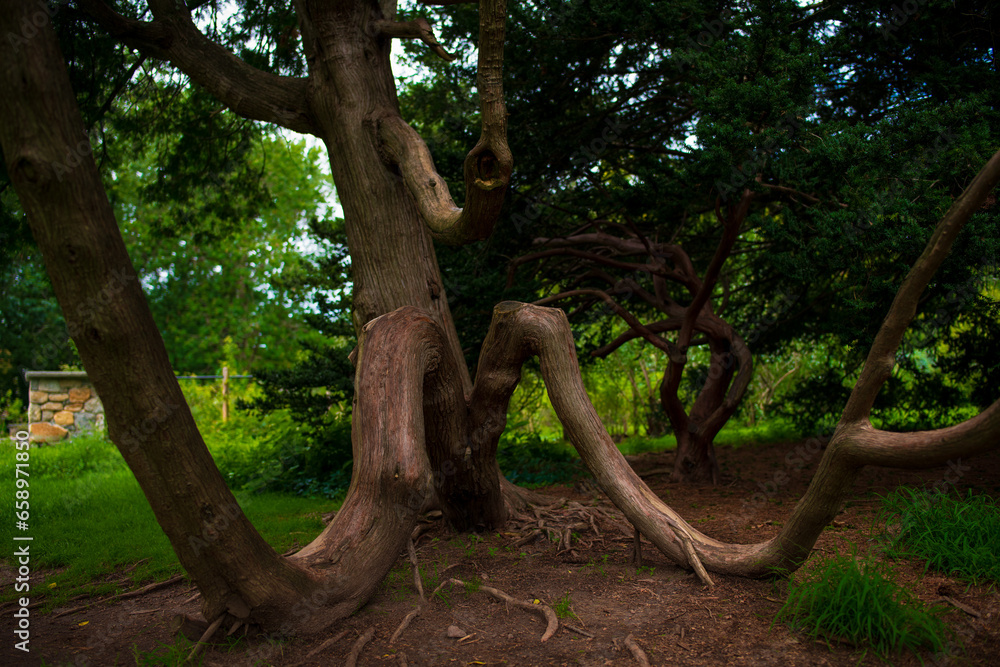 tree like elephant in the forest tree like elephant in the forest