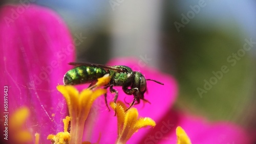 GREEN ORCHID BEE / EUGLOSSA DILEMMA TAKE A POLLEN IN NATURE © mjphonegraphy