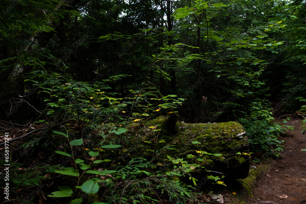 Fototapeta premium Tree in the Forest