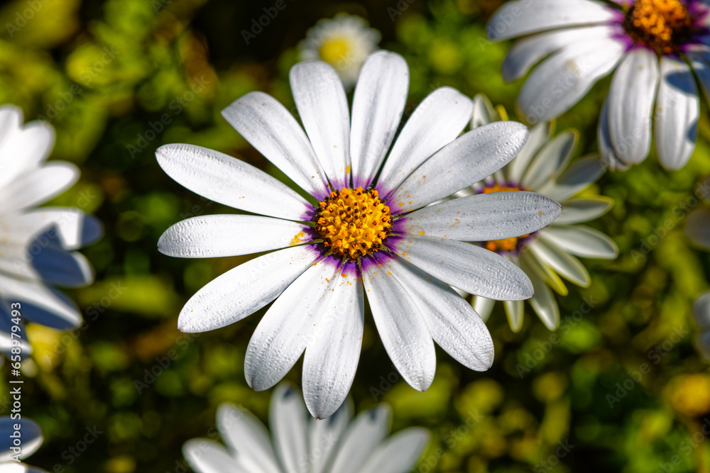 Description
Brilliant white daisy wildflower with purple and yellow center growing in spring near Riversdale in the Western Cape, South Africa Description
Brilliant white daisy wildflower with purple and yellow center growing in spring near Riversdale in the Western Cape, South Africa