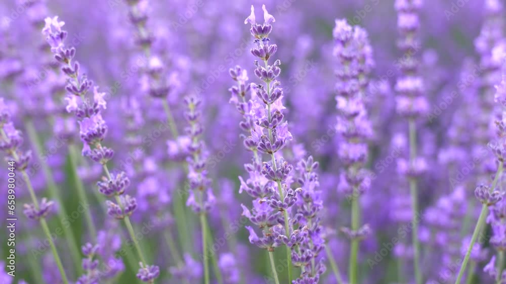 Close-up of lavender flowers blooming in farm Close-up of lavender flowers blooming in farm