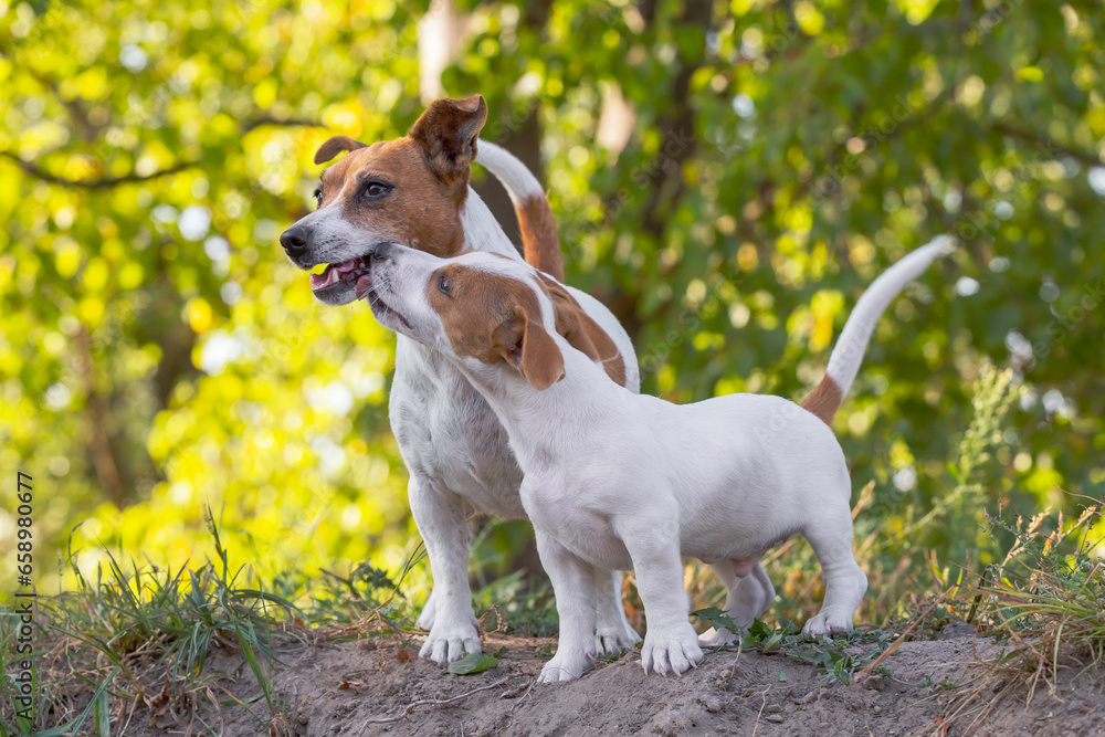 Cute Jack Russell Terrier puppy with his mother