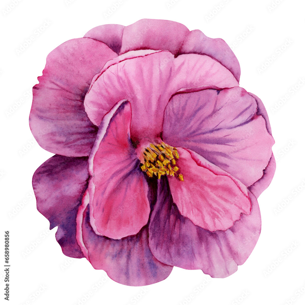 Purple camellia flower isolated on transparent background. Watercolor hand drawn illustration. Pink detailed flower head. Floral design decorative element Purple camellia flower isolated on transparent background. Watercolor hand drawn illustration. Pink detailed flower head. Floral design decorative element
