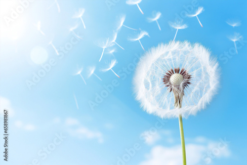 Flower summer nature spring softness seeds sky flying dandelion blowball plant macro